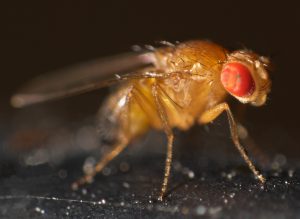 Drosophila_melanogaster