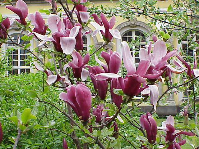 Magnolia_liliiflora2