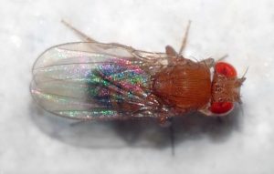 Drosophila_melanogaster_-_top_(aka)
