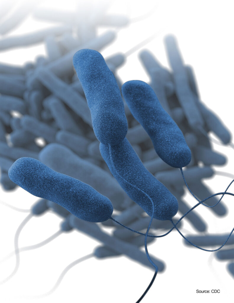 Legionella pneumophila