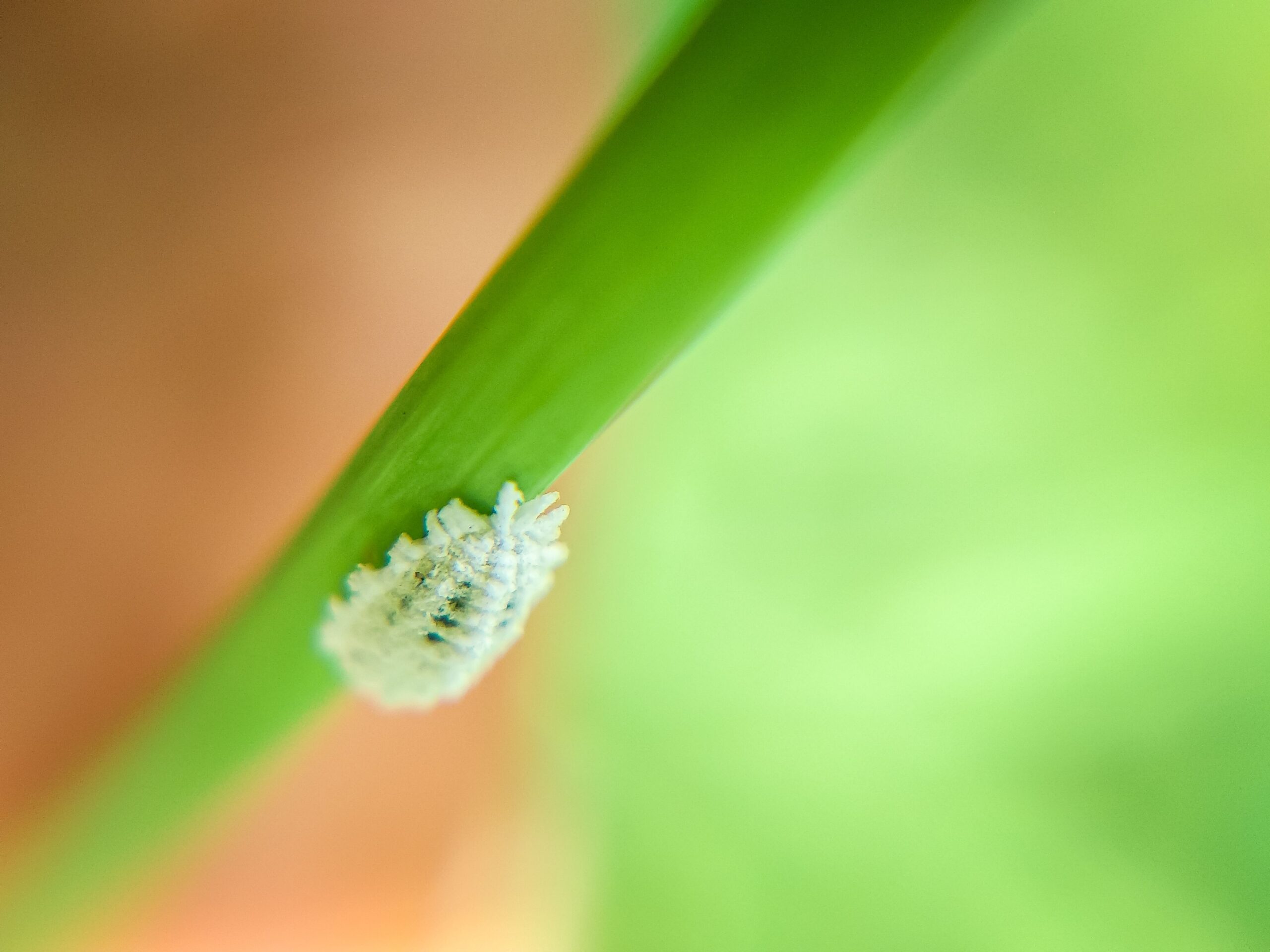 Cocciniglia per quanto riguarda gli Insetti invasivi e agricoltura